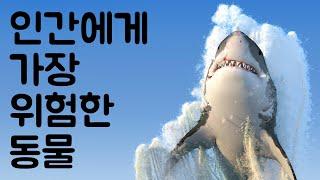 인간에게 가장 위험한 동물 10 | 동물의 세계 - Animal World Korean