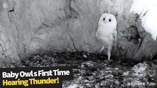 This Adorable Baby Barn Owl Just Heard Thunder for the First Time