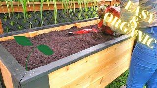 How To Fill A Raised Garden Bed and What I Used - Organic And Easy