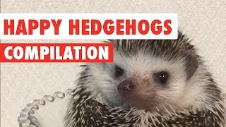 Happy Hedgehogs Cute Pet Video Compilation 2017