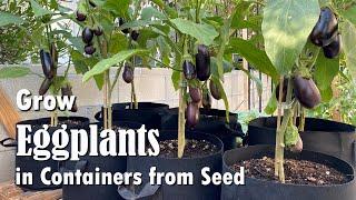 How to Grow Eggplants in Containers from Seed | Easy planting guide