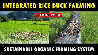 Integrated Rice Duck Farming | Sustainable Organic Farming System