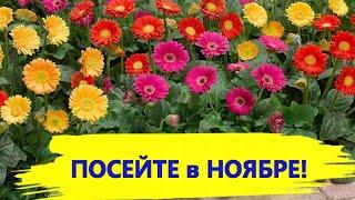 ПОСЕЙТЕ в НОЯБРЕ эти ЦВЕТЫ, весной они уже зацветут!