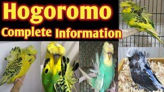 Hogoromo Budgies Full Information, Breeding,Diet plan,Male Female difference in Urdu, Hindi.