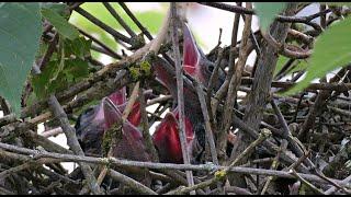 Elsternnest - hungrige Jungtiere