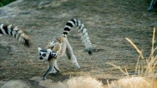 Island of Lemurs: Madagascar - TV Spot 1 [HD]