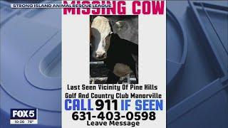 Wanted posters for missing cow on Long Island