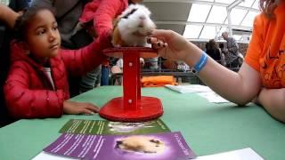 Animal Expo 2016 - Rodents