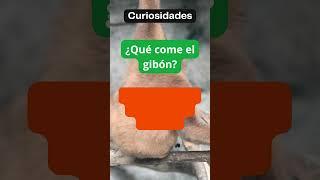 Qué come el gibón?  #explicatodo #shorts #gibón #animales #animals