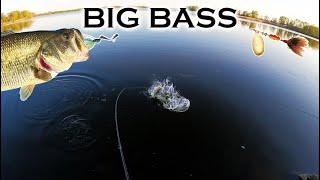 BIG BASS with My Son: Wade and Shore Fishing Teckel Bladewaker and Mepps for BIG Prespawn LMB