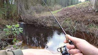 Micro Fishing in south Georgia Creeks (New Species)