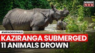 Assam Floods | 11 Animals Drown, 56 Rescued In Kaziranga National Park; What Happened Next?