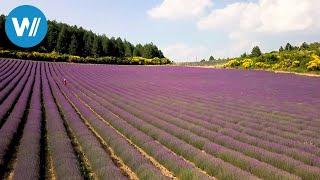 Frankreichs berühmte Lavendel-Felder - Die traumhaften Landschaften der Provence