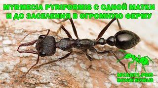 Development of Myrmecia pyriformis ants from a single queen and before moving to a huge farm