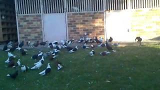 Doneks Macedonian Wollongong Australia 2010 Norm's pigeons
