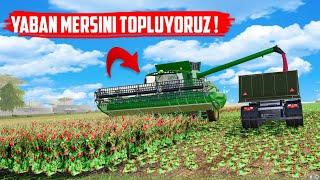 YABAN MERSİNİ TOPLUYORUZ ! FARMİNG SİMULATOR 2019 TÜRKÇE