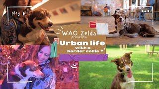 Urban life with a border collie