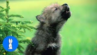 Baby Wolf Pups Howling - CUTEST Compilation