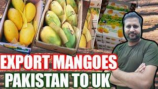 Export mangoes Pakistan to UK || Mango Ka Season UK Mein| Pakistan Sy Mango Kesy Import Krty Hain