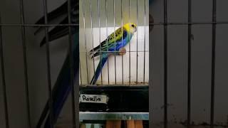 Rosella parrot  talking #youtube #shorts #trending #viral