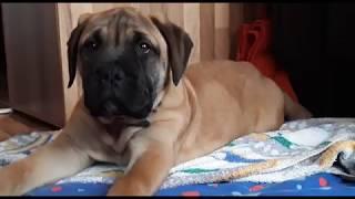 Bullmastiff Welpe Gretel ist 12 Wochen alt 