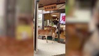 Two wild deer visit cake shop in Nara in search of food