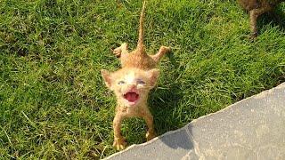 Rescue Kittens Are Crying For Milk And They Start Scratching As Soon As They See Milk Bottle