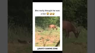 BRO REALLY THOUGHT HIMSELF LION  #ytshorts #shortsvideo #shortvideo #funnymemes #funny