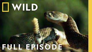 World's Most Venomous Snakes: Ultimate Faceoff (Full Episode) | When Predators Attack