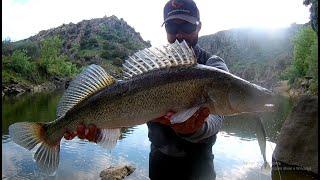 Zander Fishing | Pesca ao Lucio Perca - Savage Gear Fat T-Tail