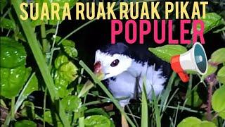  JANGAN SEMBARANGAN DENGAN SUARA PIKAT INI, BISA HABIS RUAK-RUAK NYA..!?