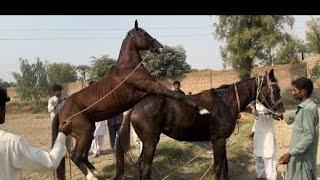 Horse Unbelievable Best Racer Breeder Horse Breeding horses Marwari beautiful #horse #horseracin …