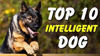 Top 10 Most Intelligent Dog Breeds - Is Your Dog on the List?