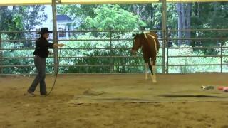 Day 8 - SCEA Rescue Horse - Desensitizing and walking over tarps.