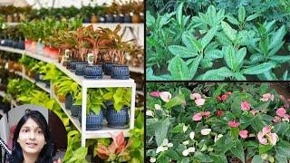 Indoor Plants Nursery Tour in HSR Bangalore || Indoor Plants Shopping || Plants Nursery Visit