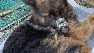 Puppy Rescue,Dog Rescue:kind-hearted person rescued an abandoned and critically ill German Shepherd.