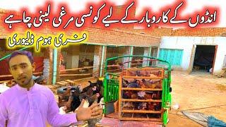 Andon k karobar k lye konsi Murgi leni Chaiay | Ali BhAi Poultry Farm Sargodha