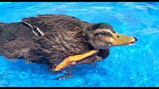 Bingo the duck gets a new duck bath