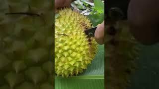 Dusun durian