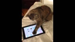 Lucy on the iPad