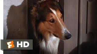 Lassie Come Home (1/10) Movie CLIP - Morning Routine (1943) HD