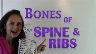 Bones of the Human Body Spine & Ribs | Anatomy & Physiology