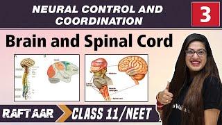 Neural Control and Coordination 03 || Brain and Spinal Cord || Class11/NEET