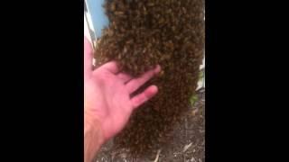 Honey Bee Swarm Collection by Gary G. Schempp