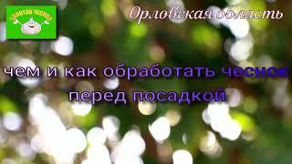 Чем и как обработать чеснок перед посадкой