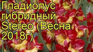 Гладиолус гибридный (Stereo). Краткий обзор, описание характеристик, где купить луковицы