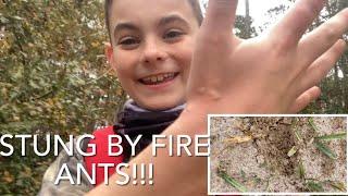 Stung by Fire ants! First episode of series