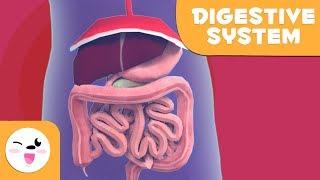 The Digestive System - Learning the Body for kids