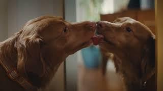 Why does your dog like to makeout with himself? | Petco Pet Mysteries