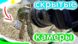 Скрытая КАМЕРА у ХОМЯКОВ Видео с Хомяками яХрумка